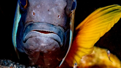 Vackra och unika foton från World Underwater Photography Awards.