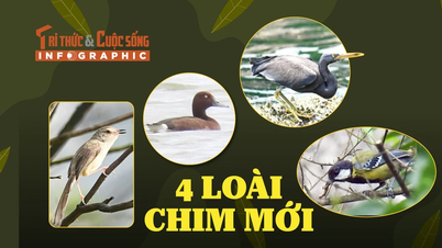 [INFOGRAPHIC] Khám phá 4 loài chim mới phát hiện tại Phong Nha - Kẻ Bàng