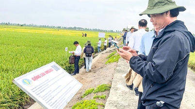 Développement de nouvelles variétés de riz pour améliorer la qualité du riz.