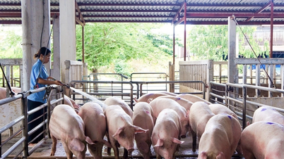 Pork prices today, March 10th: Deepest drop of 2,000 VND/kg, reaching 61,000 VND in the North.