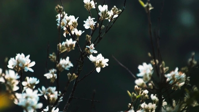 Quando as flores do espinheiro-alvar estão em plena floração em Ta Xua, turistas de Hanói viajam 240 km para admirá-las.