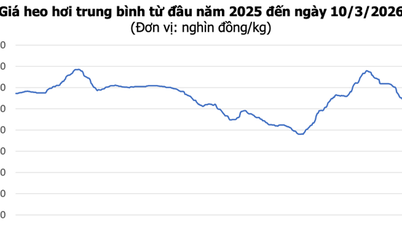 Prețurile cărnii de porc astăzi, 10 martie: Scădere generală în Vietnamul Central, cel mai mic preț fiind de 60.000 VND/kg.