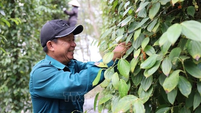 With high pepper prices, farmers are hoping for a bountiful harvest.