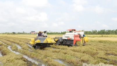 Dong Thap: Osuszanie zanieczyszczonych kanałów odwadniających w celu ułatwienia zbiorów ryżu na obszarze objętym projektem Go Cong Freshwater Project.