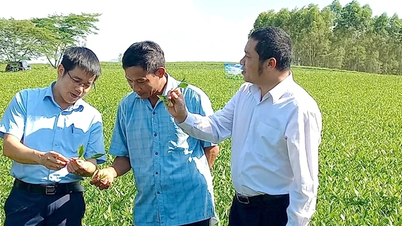 জৈব-সুরক্ষিত উৎপাদন - চা শিল্পের জন্য একটি টেকসই পথ।