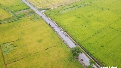 Xuan Thoi Son'daki pirinç tarlaları, gün batımını izlemek için gelen ziyaretçileri cezbetmektedir.