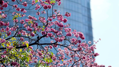 Au cœur d'Hô Chi Minh-Ville, les fleurs de trompette roses fleurissent en abondance, teintant la rue Ham Nghi de rose.