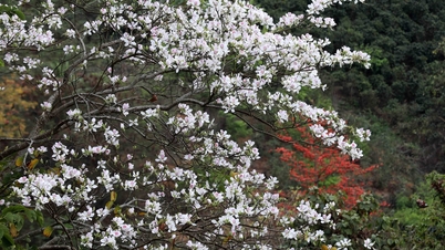 Las flores de kapok y bauhinia florecen hermosamente en el paso Pha Din en Dien Bien.