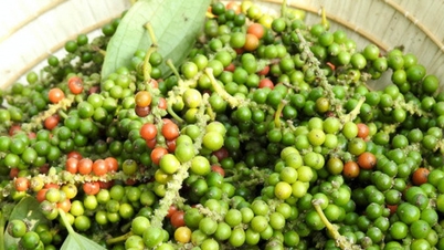 Precios de la pimienta hoy, 11 de marzo: El mercado se mantiene estable en 146.500 VND/kg.