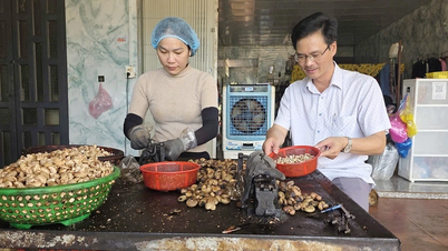 Gia Lai: Người trồng điều phấn khởi vì được mùa, được giá