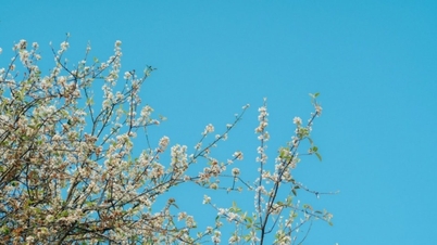 タ・スア：ベトナム北西部の山々と森がサンザシの花で白く染まる季節を楽しみましょう。