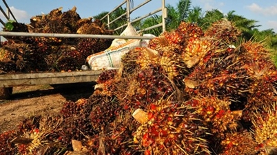 マレーシアのパーム油生産量は洪水の影響で最大17%減少すると予想されているが、価格は1トンあたり1,088ドルにとどまる。