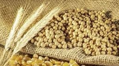 La FAO pronostica que la producción mundial de cereales para la temporada 2025/26 alcanzará un récord de 3.029 millones de toneladas.
