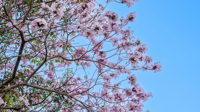 Rosa trumpetblommor blommar för fullt längs många gator i Ho Chi Minh-staden.