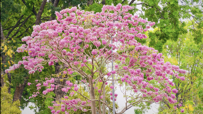 Beundre den livlige rosa trompetblomstsesongen i Can Tho.