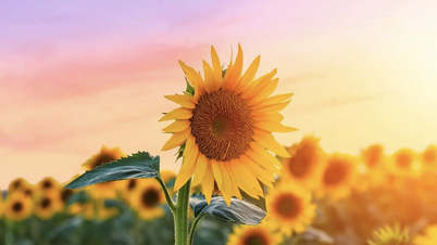 Sezonul vibrant al florii-soarelui de-a lungul râului Vu Gia