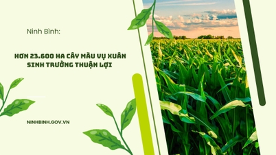 Ninh Binh: Más de 23.600 hectáreas de cultivos de primavera están creciendo favorablemente.