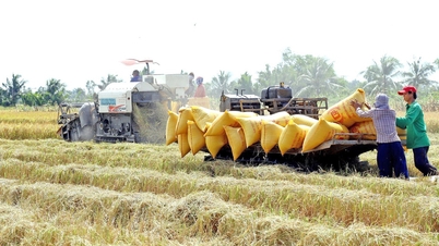 Le Premier ministre a demandé une augmentation des achats de riz afin d'empêcher que les agriculteurs ne soient victimes de manipulation des prix.