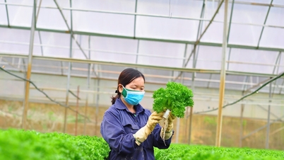 Seed production to support the restructuring of the agricultural sector.