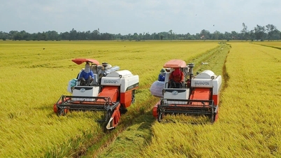 O Primeiro-Ministro orienta a gestão da produção e do consumo de arroz na nova conjuntura.