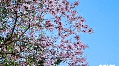 ផ្កាត្រែពណ៌ផ្កាឈូកកំពុងរីកពេញផ្លូវជាច្រើនក្នុងទីក្រុងហូជីមិញ។