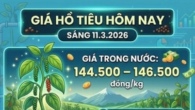 តម្លៃម្រេចនៅថ្ងៃទី១១ ខែមីនា៖ មានស្ថេរភាពនៅ ១៤៦.៥០០ ដុង/គីឡូក្រាម តម្លៃទីផ្សារពិភពលោកបានកើនឡើងបន្តិច។