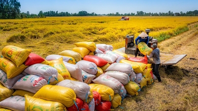 O primeiro-ministro solicitou que fossem envidados esforços para gerir a produção e o consumo de arroz pelos agricultores em meio às flutuações do mercado.