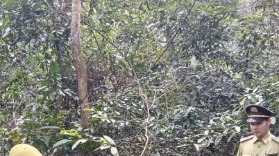 Réintroduire le macaque rare dans son habitat naturel.