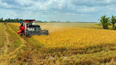 Le riz de spécialité de Ca Mau se fait une place sur le marché international.
