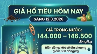 Harga lada hari ini, 12 Maret: Pasokan baru bertambah, harga domestik berfluktuasi antara 144.000 dan 146.500 VND/kg.