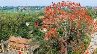 শানডং-এর কাপোক ফুলের মরসুমে মুগ্ধ।