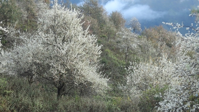 Quando a maior floresta de espinheiros do Vietnã está em plena floração, ela "esquece" de convidar turistas.