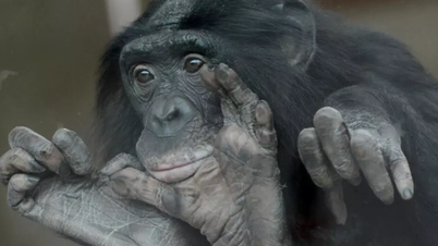 Scandaleux : le bonobo, en apparence « doux », se révèle très agressif et s'en prend souvent aux mâles.
