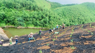 Bac Ninh: Area of ​​planted forests increases sharply.