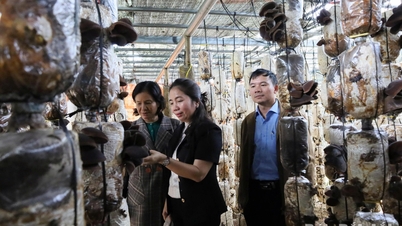 Developing mushroom cultivation in a circular economy.