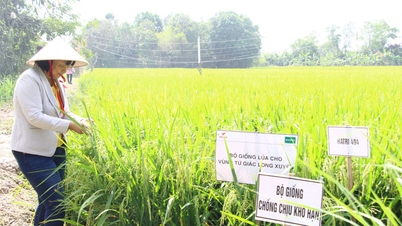 Desenvolvimento de novas variedades de arroz adaptadas às mudanças climáticas.