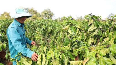 A produção agrícola enfrenta os desafios das mudanças climáticas.