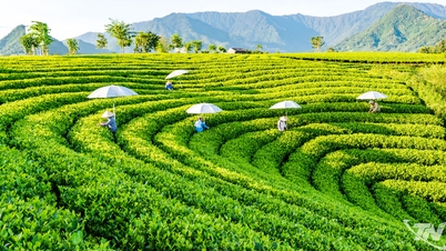 Mở không gian phát triển mới cho ngành chè