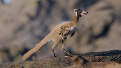 These tiny dinosaurs weighed less than 1 kg.