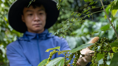 Domestic pepper prices continue to rise today, March 13, 2026.