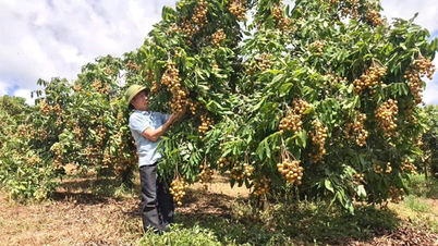 El movimiento "Agricultores que compiten en excelente producción y negocios, uniéndose para ayudarse mutuamente a enriquecerse y reducir la pobreza de manera sostenible" de la familia del Sr. Nguyen Van Binh - Aldea Hua Dan - Comuna de Chieng Hac - Provincia de Son La.