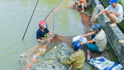 ការចិញ្ចឹមត្រីទឹកសាបនៅតុងហ័រ