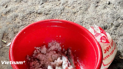 Da Nang: Trece estudiantes hospitalizados con sospecha de intoxicación alimentaria tras beber té de burbujas.