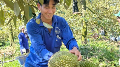 Dong Thap: Harga produk pertanian turun naik dengan mendadak.