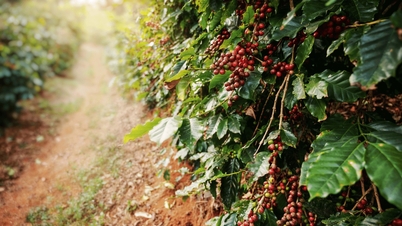 Koffieprijzen vandaag, 14 maart: Sterke daling als gevolg van verbeterde vooruitzichten voor het wereldwijde aanbod.