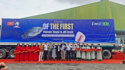 Membuka jalan untuk 'khazanah bawah air' Vietnam memasuki Brazil.