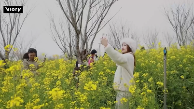 Hamparan bunga rapeseed kuning di puncak Fansipan menarik wisatawan di awal musim semi.