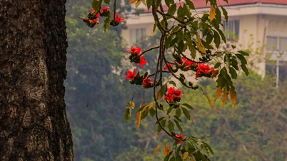 Durante as estações de transição, Hanói se ilumina com o vermelho vibrante das flores de sumaúma.