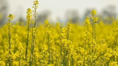 Hamparan bunga rapeseed kuning di puncak Fansipan menarik wisatawan di awal musim semi.