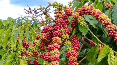 Precios del café hoy, 13 de marzo de 2026: Cambian de rumbo y suben bruscamente.